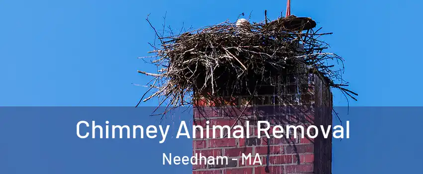  Chimney Animal Removal Needham - MA