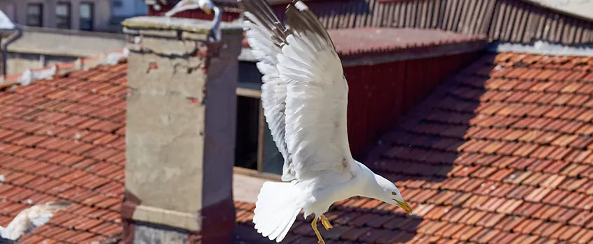 Residential Chimney Animal Removal Solution in Needham, MA
