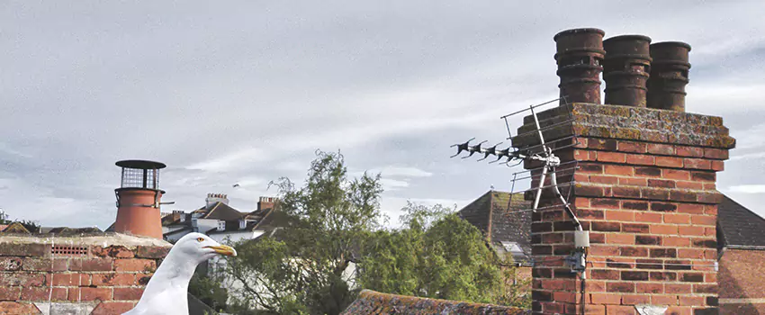 Chimney Cleaning And Restoration in Needham, Massachusetts